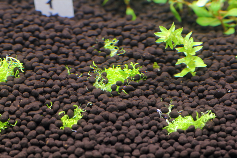 植栽から1日目　ウォーターローン